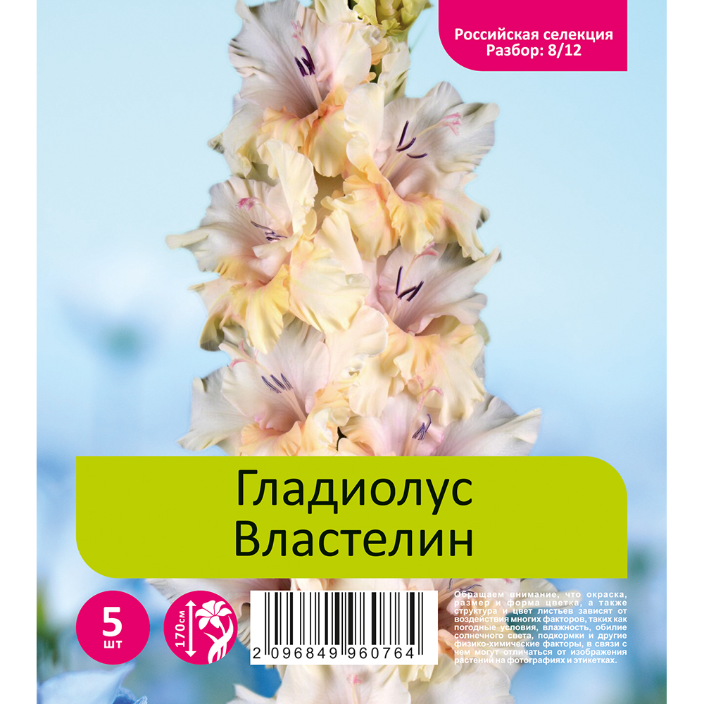 Гладиолус Властелин 5шт  (разбор 8/12)