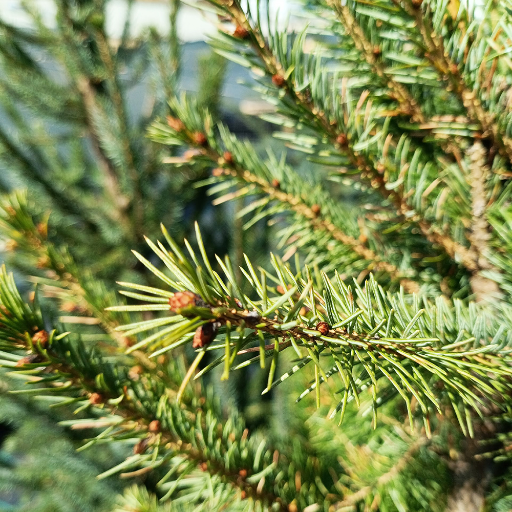 Ель сербская  С12(100-120см) 1шт/Picea omorika