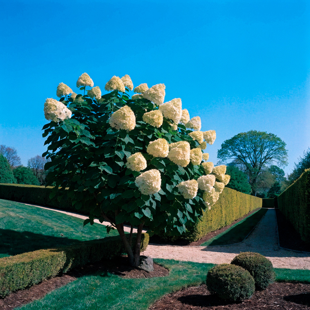 Гортензия метельчатая Геркулес С5 1шт/Hydrangea paniculata HERCULES