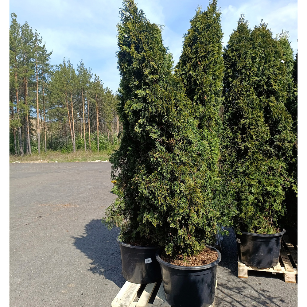 Туя западная Брабант  С54 240-260 1шт /Thuja occidentalis Brabant