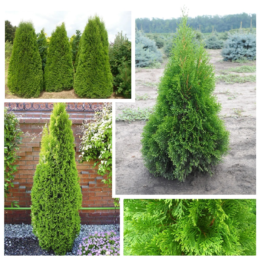 Туя западная Смарагд  С2 1шт/Thuja occidentalis Smaragd