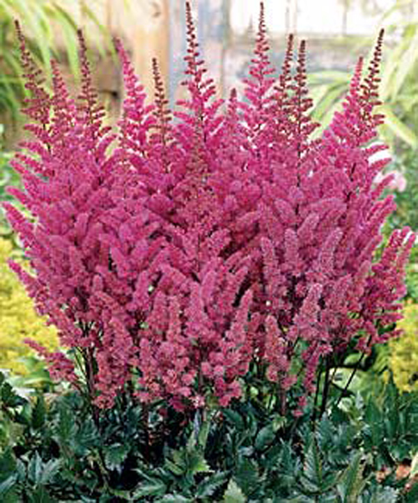 Астильба Мэгги Дели китайская 1шт 2/3 /Astilbe Maggie Daley