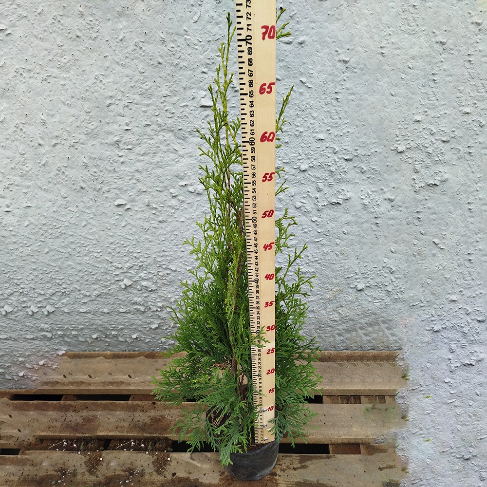 Туя западная Колумна С2-3 1шт/Thuja occidentalis Columna