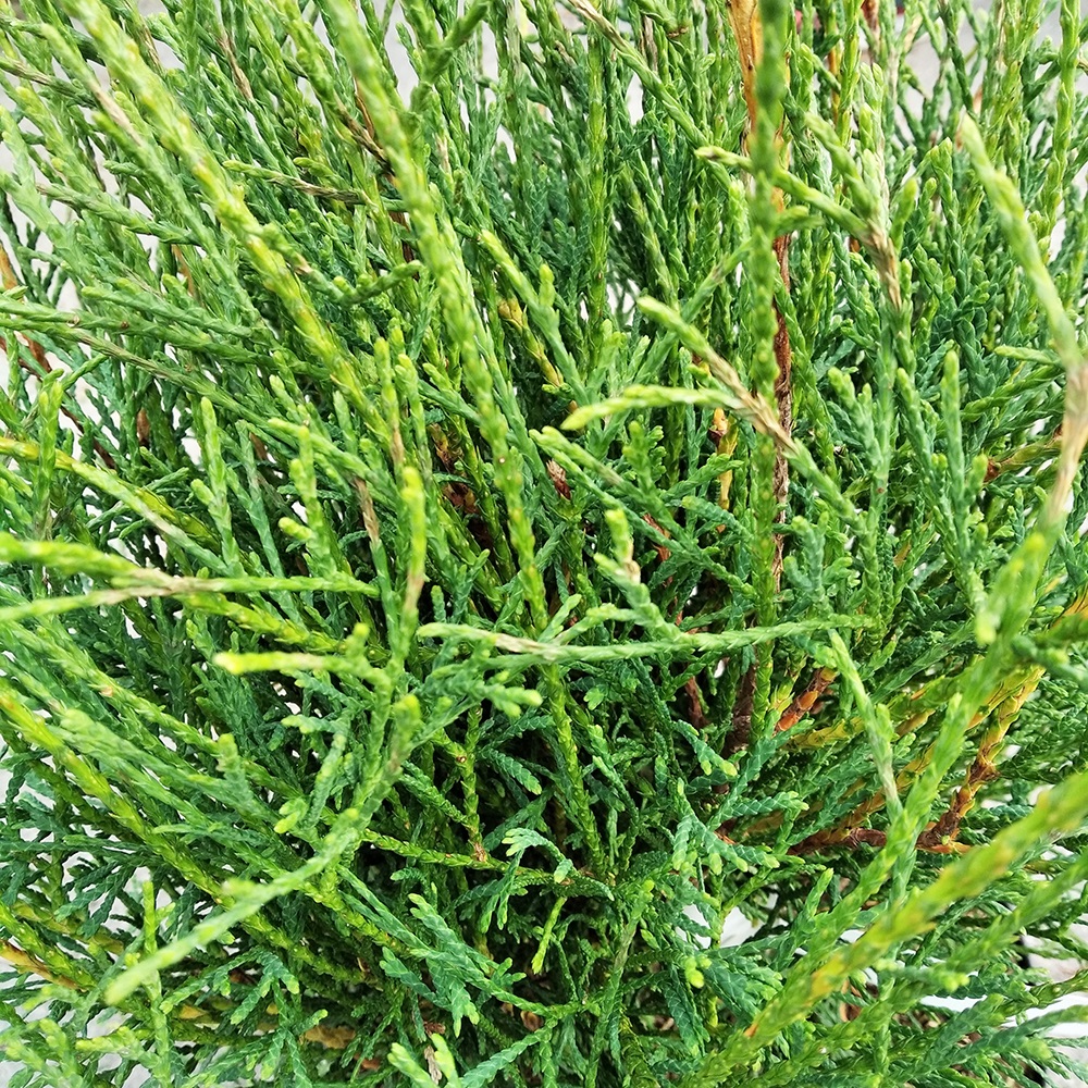 Туя западная Литтл Филли С7,5 (высота 40-50см) 1шт/Thuja occidentalis Little Filly