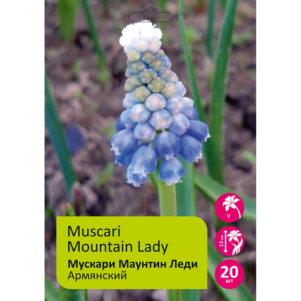 Мускари Маунт Леди армянский  20шт 7/8 /MUSCARI MOUNTAIN LADY