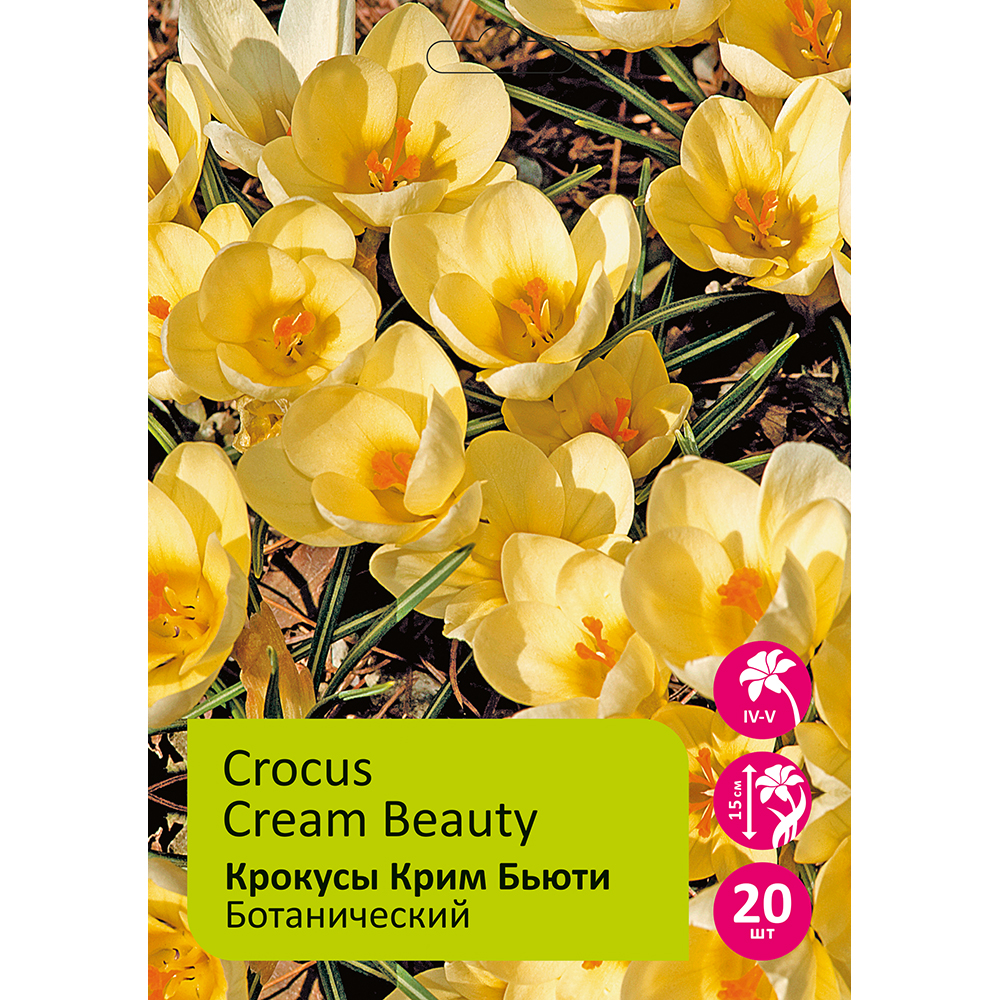 Крокусы Крим Бьюти 20 шт 5/7 /Crocus Cream Beauty