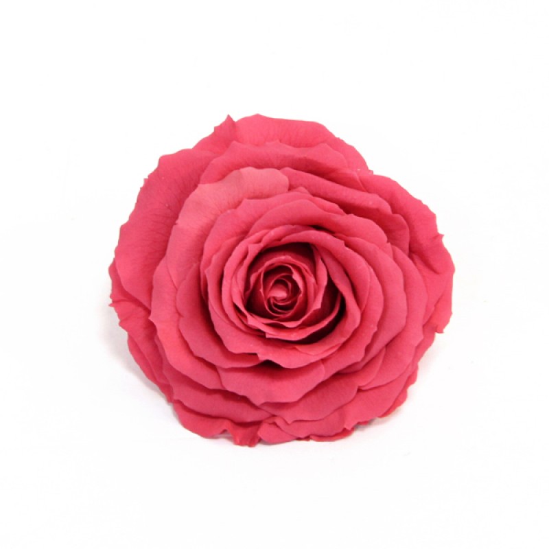 Роза король 1 гол. ярко-розовый