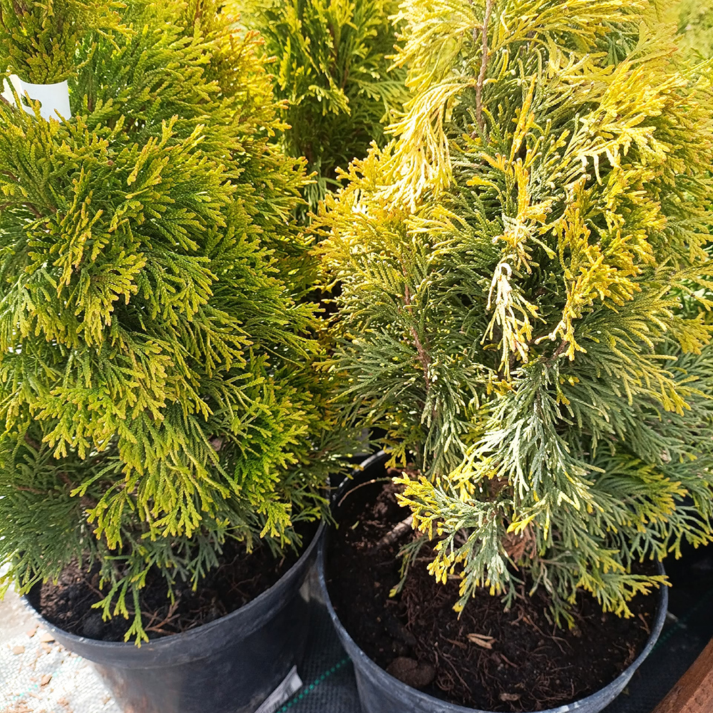 Туя западная Голден Смарагд  С2-3 1шт/Thuja occidentalis Golden Smaragd 