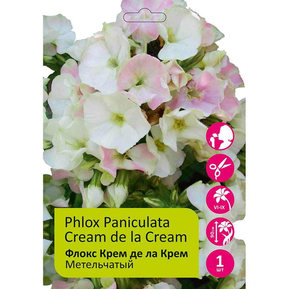 Флокс Крем де ла Крем 1шт метельчатый /Phlox paniculata Cream de la Cream