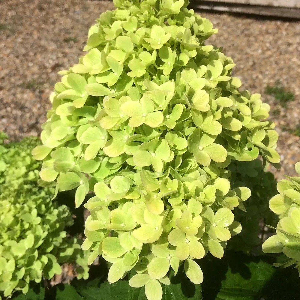 Гортензия метельчатая Мохито С5 1шт/Hydrangea paniculata MOJITO