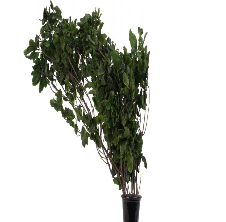 Питоспорум ветви зеленый навал 2 кг
