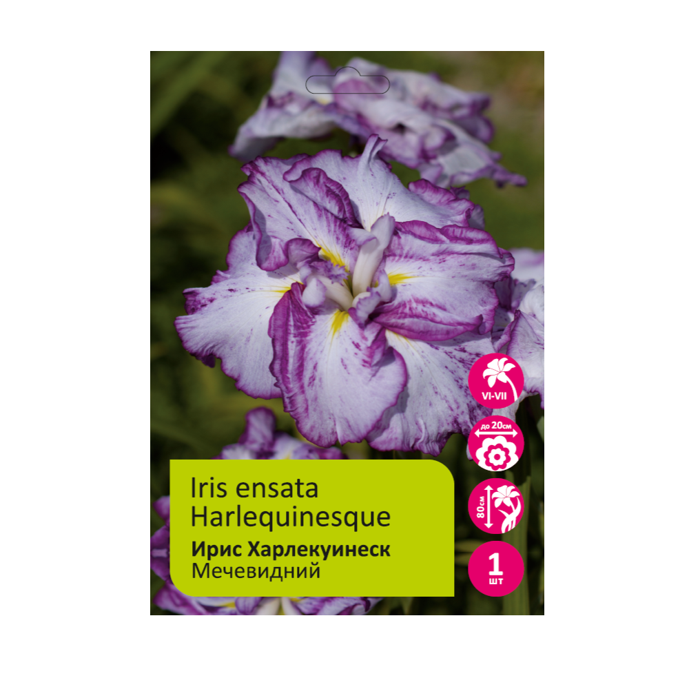 Ирис Харлекуинеск 1шт мечевидный /Iris Ensata Harlequinesque