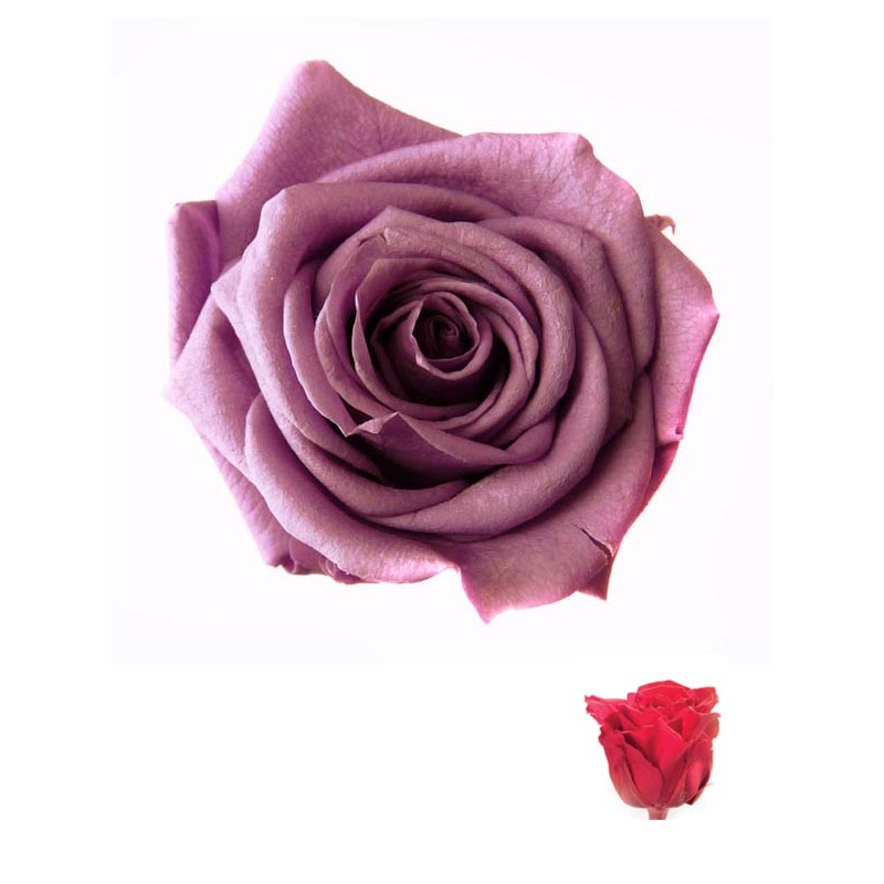 Роза Мини 12гол. вишневый