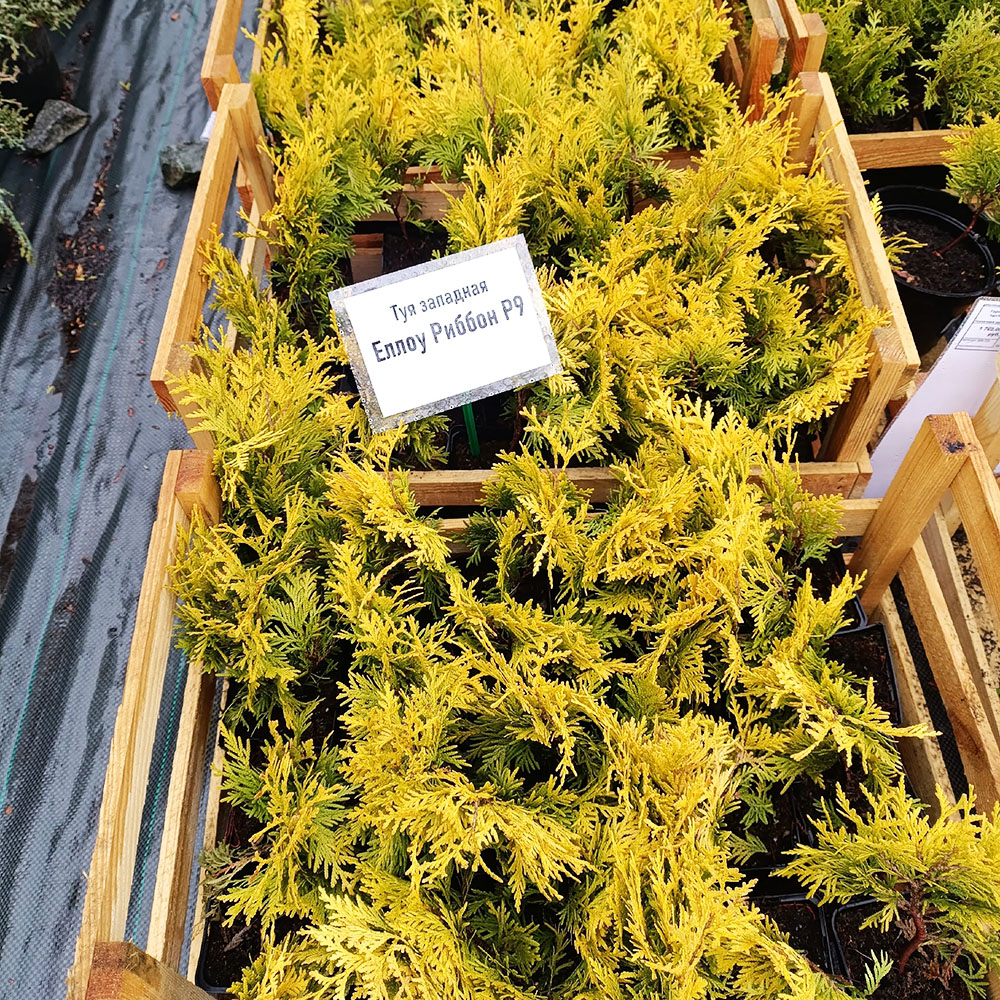 Туя западная Еллоу Риббон P9 1шт / Thuja occidentalis Yellow Ribbon