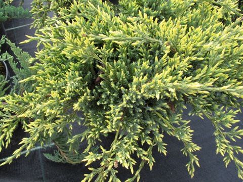 Можжевельник чешуйчатый Голд Тип С2-3  1шт/Juniperus squamata Gold Tip