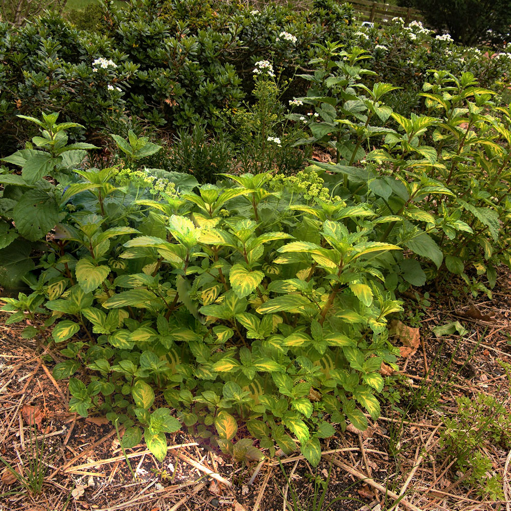 Мята Садовая мята /Garden Mint  С1.5  1шт