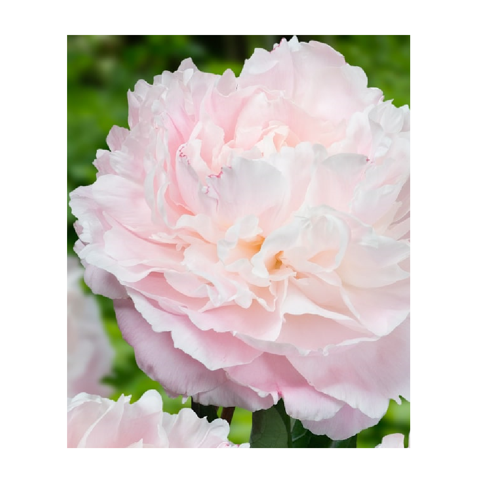 Пион молочноцветковый Норма Вольц 1шт/Paeonia Norma Volz