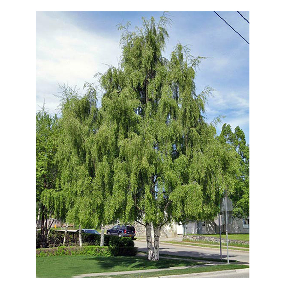 Береза повислая Лацината С7,5 (160-180) 1шт / Betula pendula Lacinata
