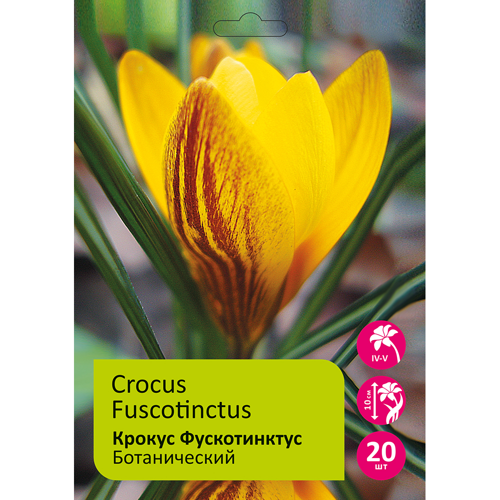 Крокусы Фускотинктус ботанические 20шт 5/7 /CROCUS FUSCOTINCTUS