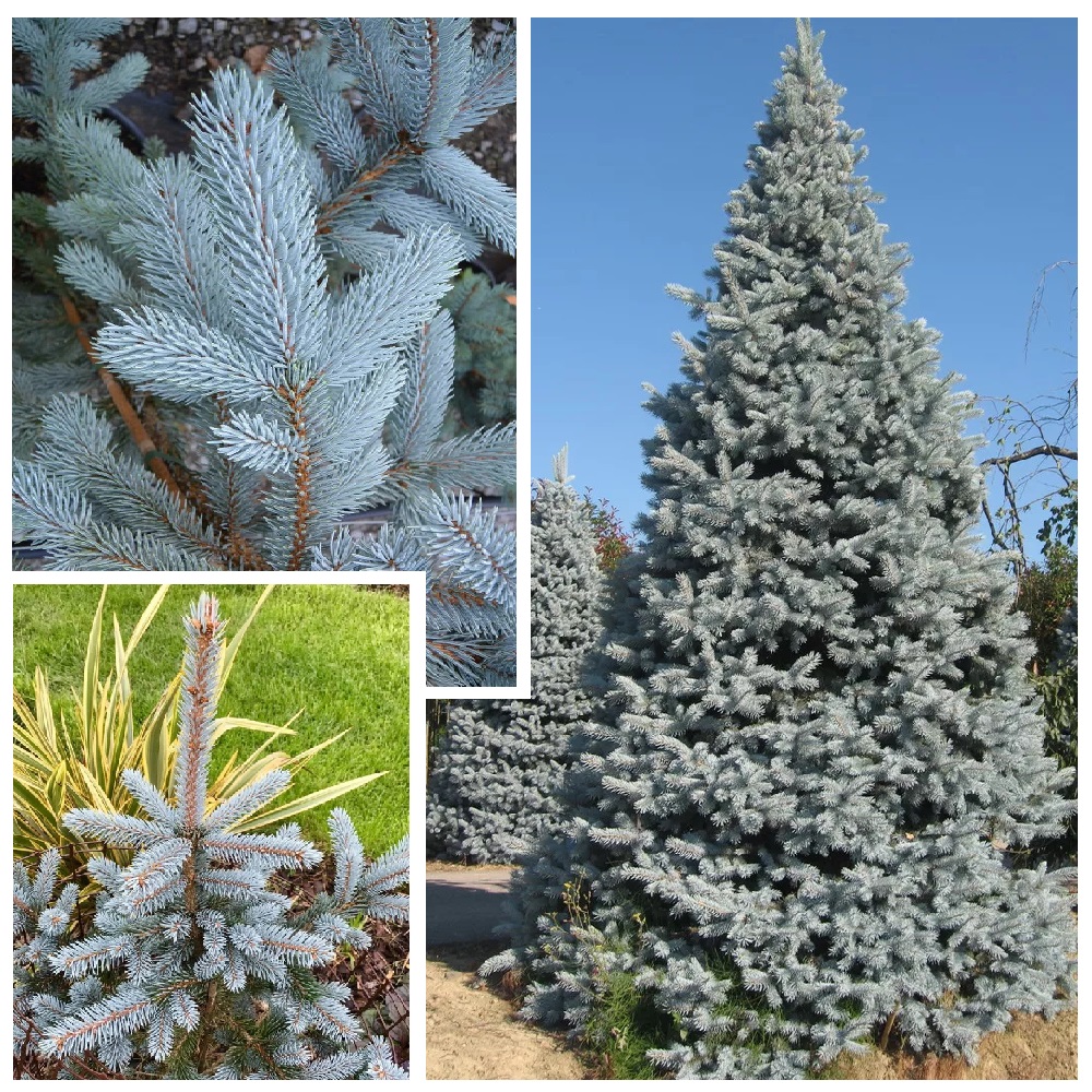 Ель колючая Хупси С5 1шт /Picea pungens Hoopsii  