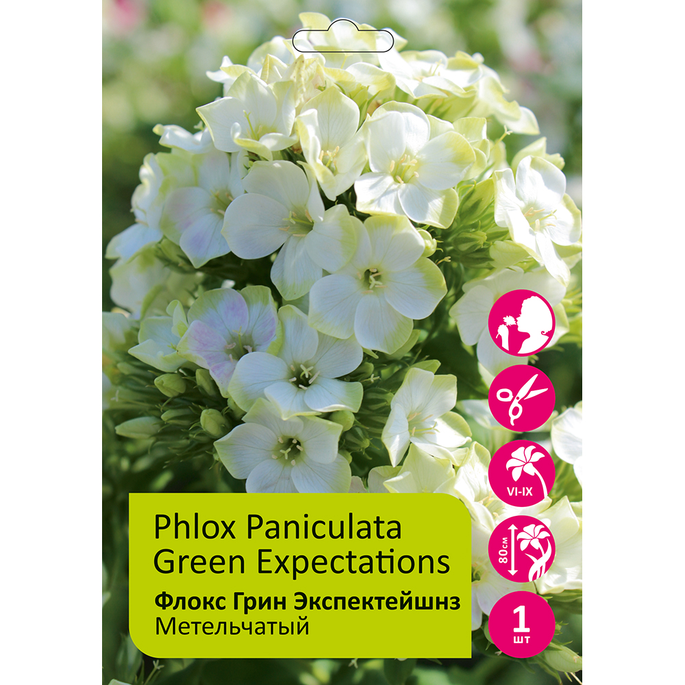 Флокс Грин Экспектейшнз 1шт метельчатый/Phlox Paniculata Green Expectations