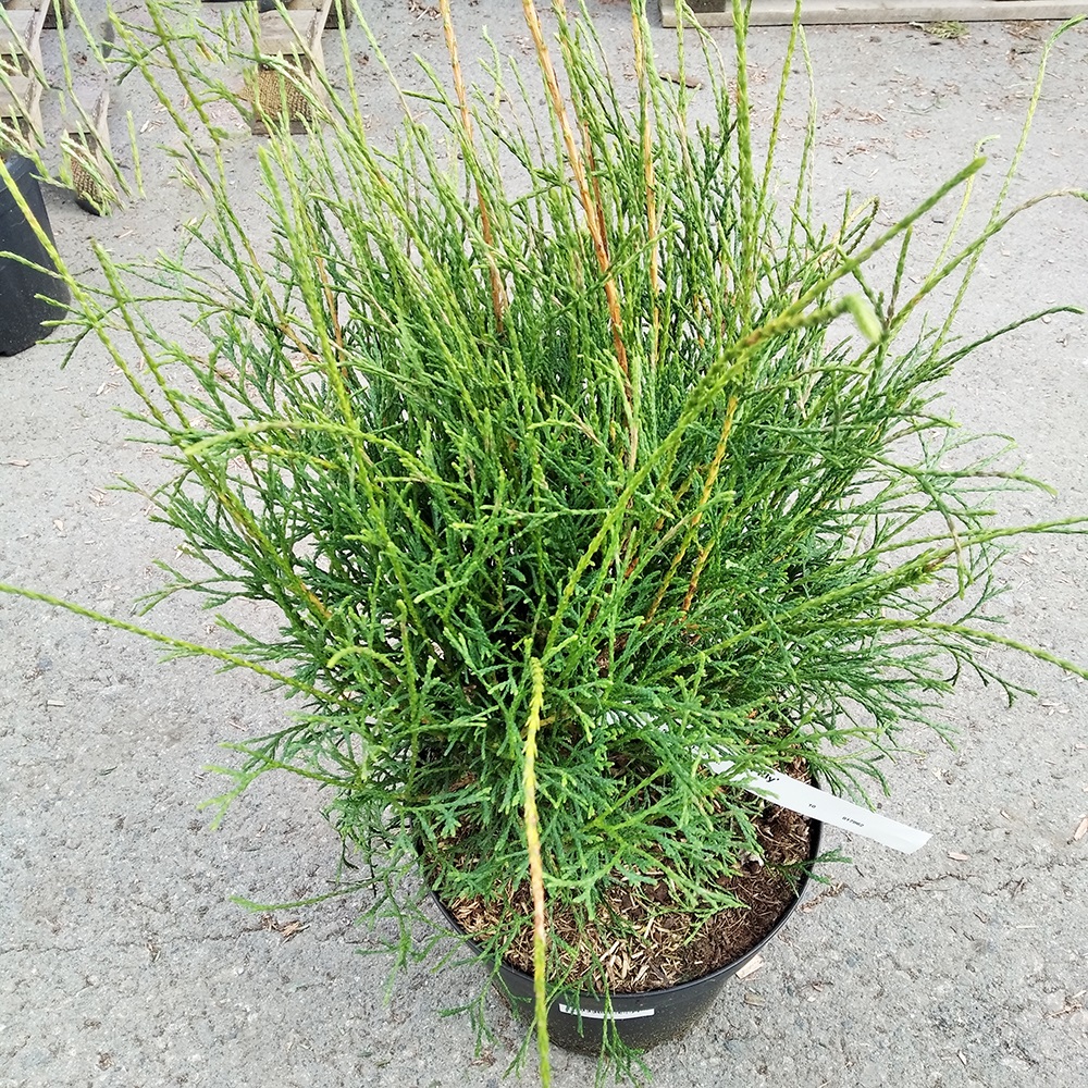 Туя западная Литтл Филли С7,5 (высота 40-50см) 1шт/Thuja occidentalis Little Filly